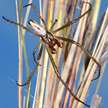 Leucauge kibonotensis